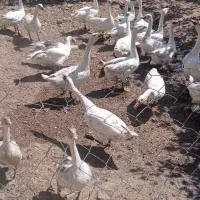 پرنده|حیوانات مزرعه|قزوین, |دیوار