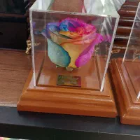 رزجاودان و درخت جاودان|گل و گیاه طبیعی|مشهد, فلسطین|دیوار