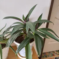 کیف نیه گل|کیف، کفش، کمربند|سنندج, |دیوار