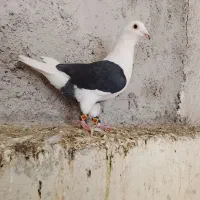 دوکت پشتی سیاه ماده آلمانی فیروزاباد