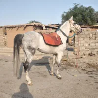 اسب سواری دار