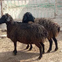 دو عدد میش|حیوانات مزرعه|خنداب, |دیوار