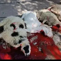 قصابی و ذبح گاو و گوسفند برای عید قربان