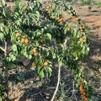 سرمایه برای طرح تولیدی