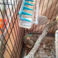 عروس هلندی طوطی برزیلی|پرنده|ری, اقدسیه|دیوار