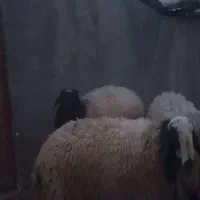 فروش بره قوچی شال همگیشان لنگ جملی هستند