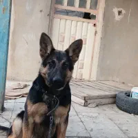 سگ ژرمن کینگ سایز