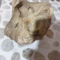 سنگ فسیل زیبا