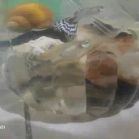 ماهی گوپی|ماهی|تهران, اوقاف|دیوار