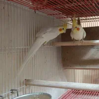 جفت عروس هلندی ضمانتی