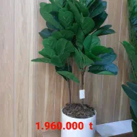 درختچه مصنوعی|گل مصنوعی|خورموج, |دیوار