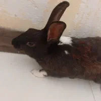 خرگوش|موش و خرگوش|یزد, |دیوار