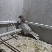 کبوتر|پرنده|گرگان, |دیوار