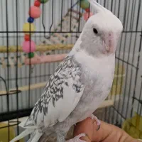 عروس هلندی سخنگو|پرنده|سنقر, |دیوار