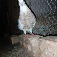 طوقی هفت‌رنگ ماده