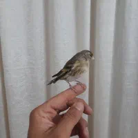 جوجه سهره قناری|پرنده|خرمشهر, |دیوار