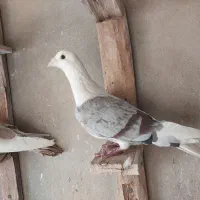 کبوتر تبعیدی|پرنده|قم, الغدیر|دیوار