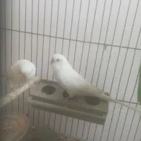 مرغ عشق|پرنده|فسا, |دیوار