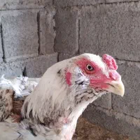 خروس لاری درجه 1