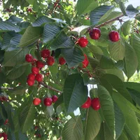 اجاره  سویت ویلا باغ  با حیاط سر سبز|اجارهٔ کوتاه‌مدت آپارتمان و سوئیت|لواسان, |دیوار