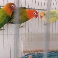 طوطی|پرنده|فسا, |دیوار