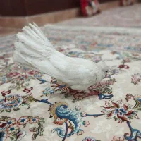 کفتردم چتری