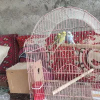 ۳ عددمرغ عشق پروانه ای همراه قفس