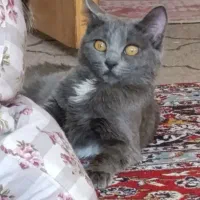 واگذاری گربه|گربه|شیراز, انجیره|دیوار