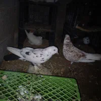 کبوتر فروشی