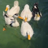مرغابی تخم گذار سرحال