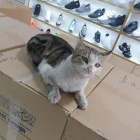 گربه واکسن خورده