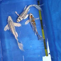 ماهی کوی کلکسیونی داخلی و وارداتی 10تا 75سانت|ماهی|تهران, بلوار کشاورز|دیوار