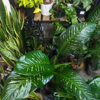 براق کننده گیاهان|گل و گیاه طبیعی|باقرشهر, |دیوار