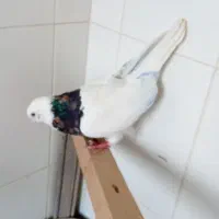 طوقی نر هفت رنگ شهریار رزکان استم|پرنده|شهریار, شهرک بهاران (ویره)|دیوار