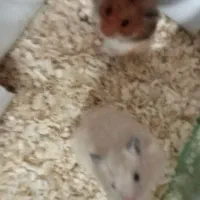 همستر سنجابی|موش و خرگوش|بندرعباس, |دیوار