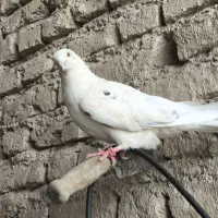 ماده چشم زرد عالی|پرنده|ایرانشهر, |دیوار