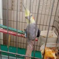 عروس هلندی نر