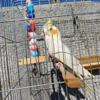 دو جفت عروس هلندی