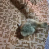 جوجه|حیوانات مزرعه|بهبهان, |دیوار