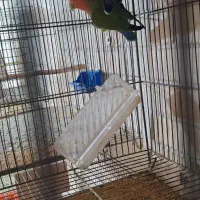 طوطی کوتوله عروس هلندی|پرنده|رفسنجان, |دیوار