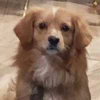 سگ گمشده|حیوانات|اصفهان, باغ دریاچه|دیوار