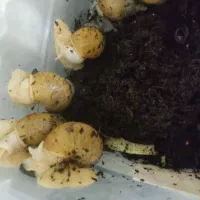 حلزون|خزنده|ابهر, |دیوار