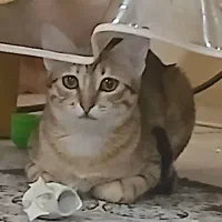 واگذاری گربه ۸ماهه ماده  بانمک و بازیگوش