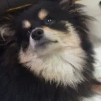 شستشوی پت های خانگی