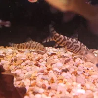 لوچ پاکستانی