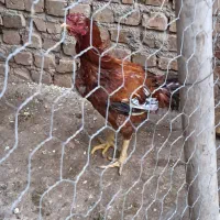 مرغ و خروس لاری و مرغ خانگی|حیوانات مزرعه|الوند, |دیوار