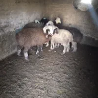 ۶ عدد بره نر و ماده نژاددار اصل بردسیر