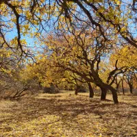 انواع خرید|خدمات باغبانی و درختکاری|مرند, |دیوار