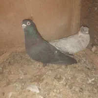 کفترپرشی ۲۴عددوجفتگاه.سارونقره ای|پرنده|باشتین, |دیوار