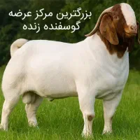 بزرگترین مرکز عرضه گوسفند زنده